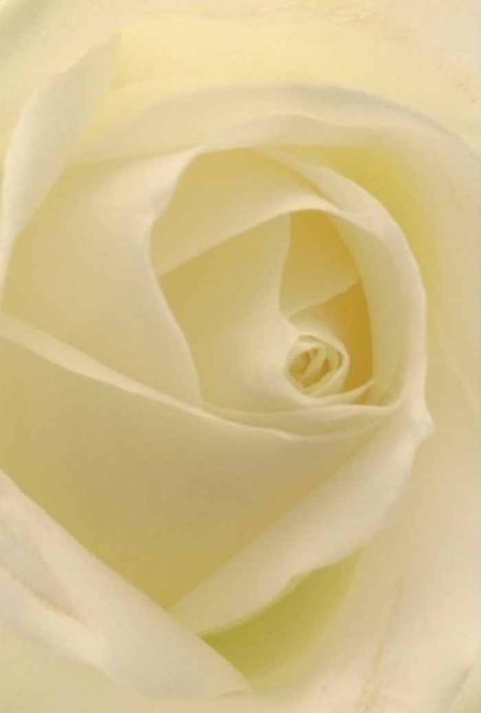 Studying this pristine white rose from nearby, its layered petals reveal a meditative tranquility and sophistication that recall the peaceful green spaces of Chingford. Subtle gradations of white and cream merge gracefully, illuminated by a soft glow that seems to radiate from within-much like afternoon light filtering through the trees of Epping Forest. As a Chingford florist, I see this as a perfect reflection of empathy and respect-whether presented in apology, as a romantic gesture, or as an elegant centrepiece at family occasions near Queen Elizabeth's Hunting Lodge. The rose's near-perfect spiral speaks to purity and quiet resilience, while its subtle interplay of colour and shadow elevates its natural beauty above the ordinary. A whisper of fresh, serene scent lingers in the imagination, reinforcing the sense of considered craftsmanship that defines Chingford Florist's floral artistry.
